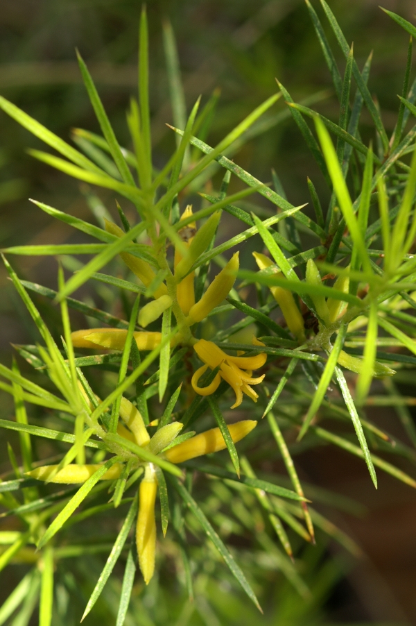 Persoonia juniperina